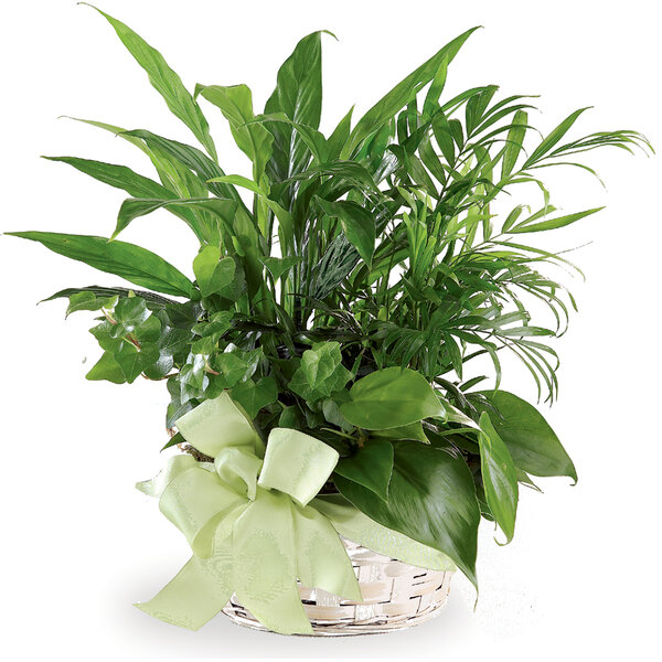 Phillip's Flowers FTD Woodland Greens Basket Discounts for Veterans