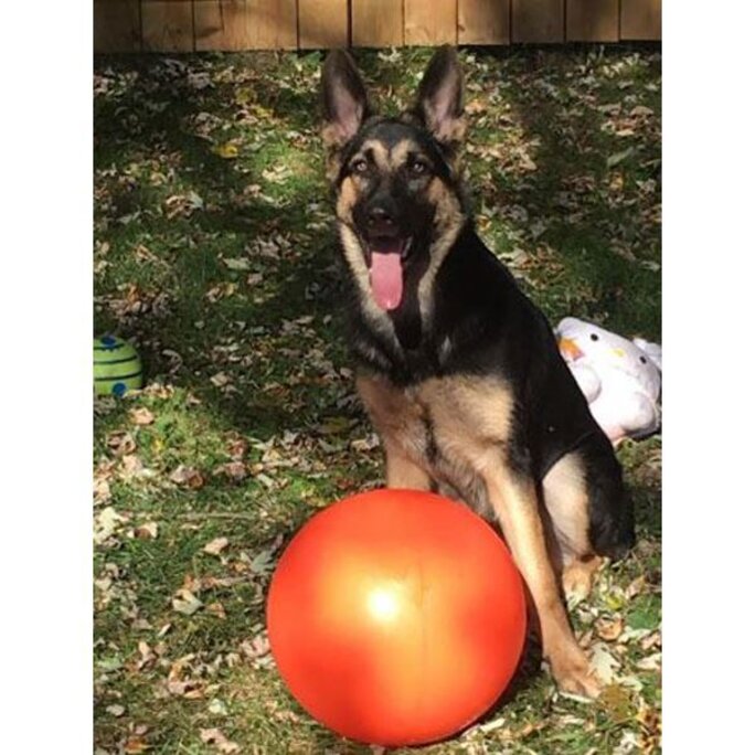 Virtually indestructible clearance ball dog toy