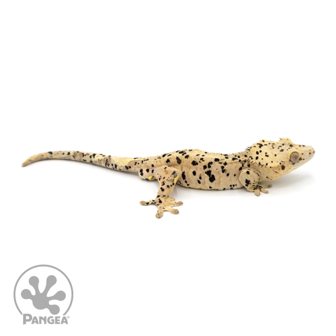 super dalmation crested gecko