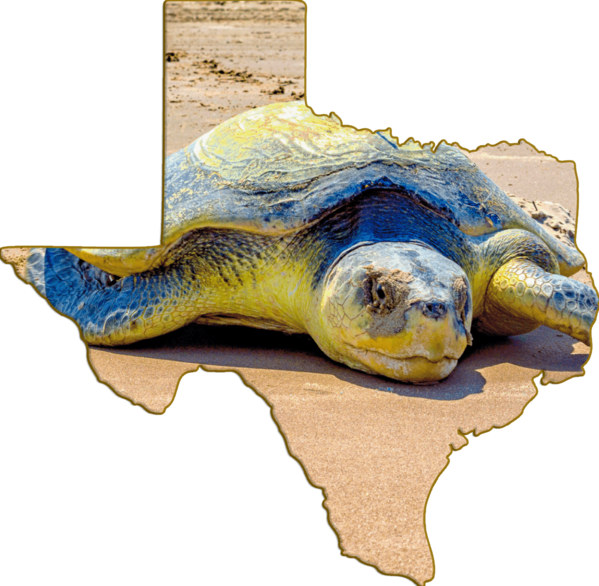 Wimberley Puzzle Company - Kemp's Ridley Endangered Sea Turtle | Texas ...